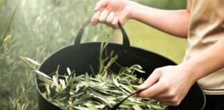 Akdeniz insanının uzun yaşama sırrı zeytin yaprağı çayının faydaları