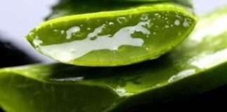 Aloe Veranın 10 Muhteşem Faydası