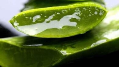 Aloe Veranın 10 Muhteşem Faydası