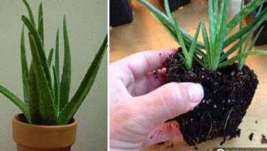 Bu oksijen bombası bitkiler ile evinizin havasını temizleyin!