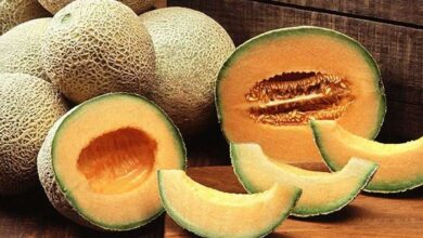 cantaloupes peponia blog Kavunun Faydaları Saymakla Bitmiyor!