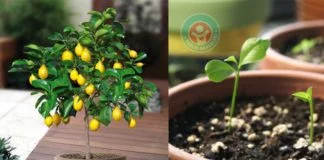 Evinizde çekirdekten limon ağacı yetiştirin!