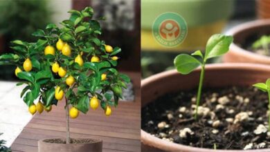 Evinizde çekirdekten limon ağacı yetiştirin!