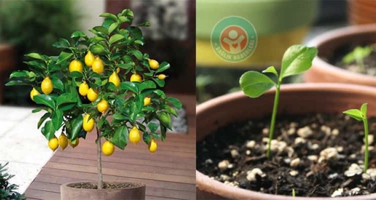 Evinizde çekirdekten limon ağacı yetiştirin!