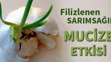 Filizlenen sarımsağı sakın atmayın! Öyle bir etkisi  var ki!