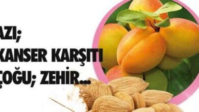 Kansere Karşı Acı Kayısı Çekirdeği