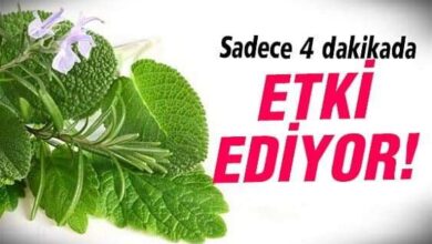 Melissa otuyla ilgili hiç bilmediğiniz bilgiler.. 