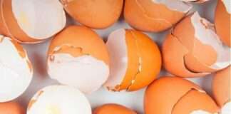 Yumurta Kabuğunun Sürpriz Kullanımları