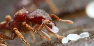 Tüy Dökücü Karınca Yumurtası Yağı