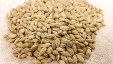 arpa diyeti nedir Arpa diyeti ile 1 haftada 4 kilo