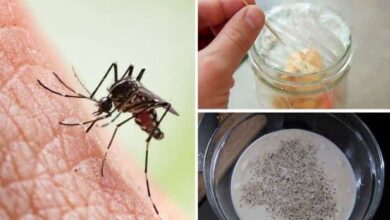 sivrisinek isirigina ne iyi gelir Sivrisinek ısırığına ne iyi gelir? Saraçoğlu doğal sivrisinek kovucu tarifi