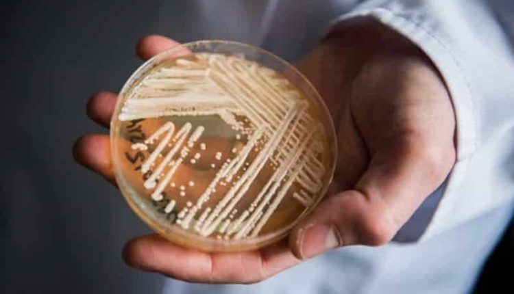 Ölümcül mantar türü doktorları Candida endişelendiriyor! İşte, yapmanız gerekenler!