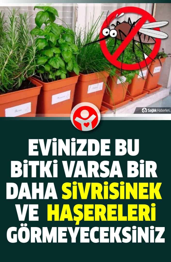 Evinizde bu bitki varsa bir daha sivrisinek ve zararlı böcek görmeyeceksiniz!
