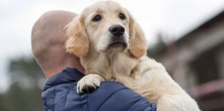 Köpekler koronavirüs enfekte olan insanları tespit ediyor