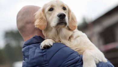 Köpekler koronavirüs enfekte olan insanları tespit ediyor