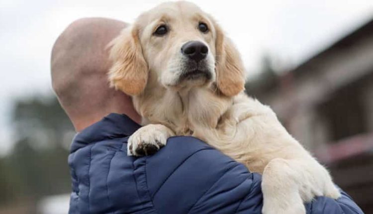Köpekler koronavirüs enfekte olan insanları tespit ediyor