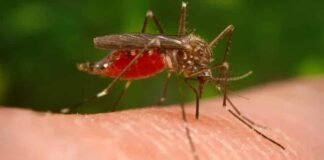 Asya Kaplan Sivrisineği ile biyolojik mücadele başladı