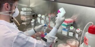 Ebola virüsünü tedavi eden antikor bulundu