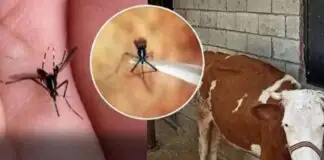 Katil sivrisinekler nedeniyle onlarca büyükbaş hayvan telef oldu