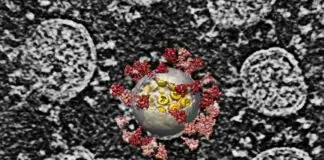 Koronavirüsün insan hücresine temas ettiği an ilk defa bu kadar net görüntülendi