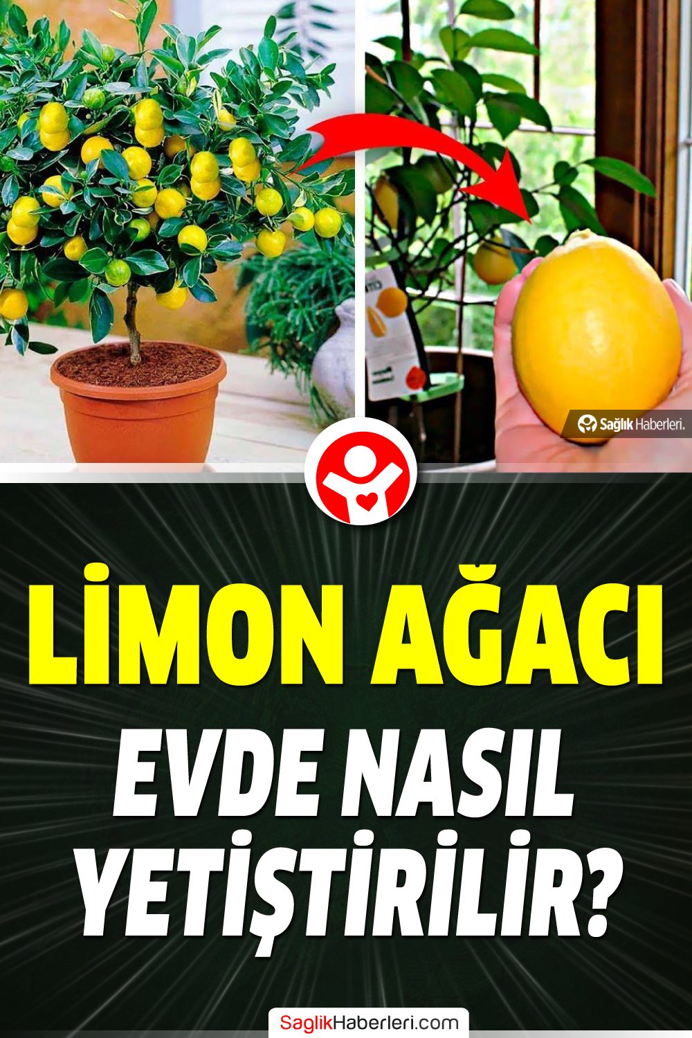 Evde limon ağacı nasıl yetiştirilir, ne sıklıkta sulanır?