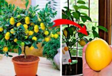 Evde limon ağacı nasıl yetiştirilir, ne sıklıkta sulanır? 2 Evde limon ağacı nasıl yetiştirilir, ne sıklıkta sulanır?