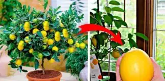 Evde limon ağacı nasıl yetiştirilir, ne sıklıkta sulanır?