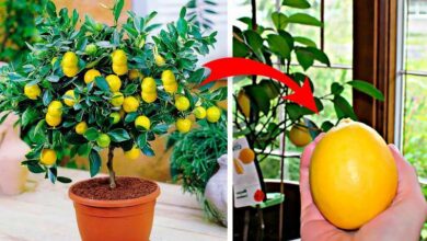 Evde limon ağacı nasıl yetiştirilir, ne sıklıkta sulanır?