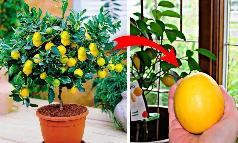 Evde limon ağacı nasıl yetiştirilir, ne sıklıkta sulanır?