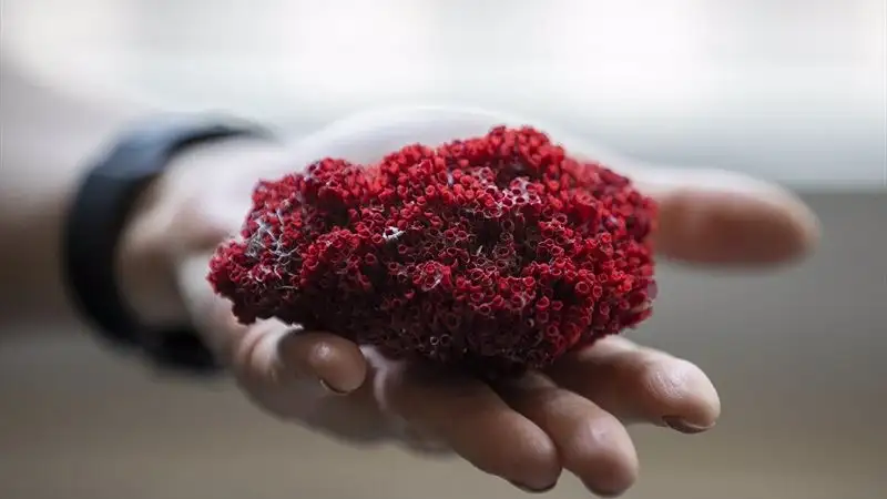 Uzmanlar uyardı! Kardeş kanı bitkisi öldürebilir