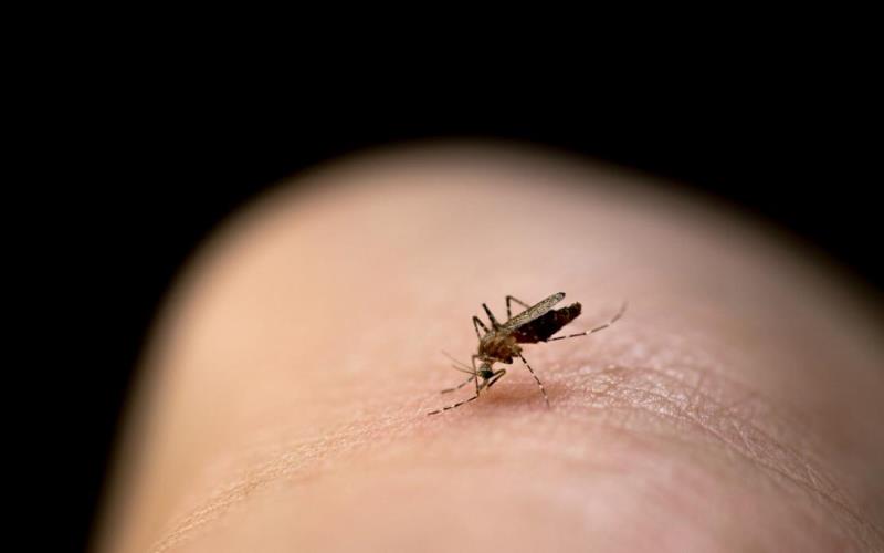 Sivrisinek ısırığına ne iyi gelir, kaşıntısı nasıl geçer?