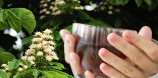 Antioksidan deposu kestane çiçeği çayı balından daha faydalı