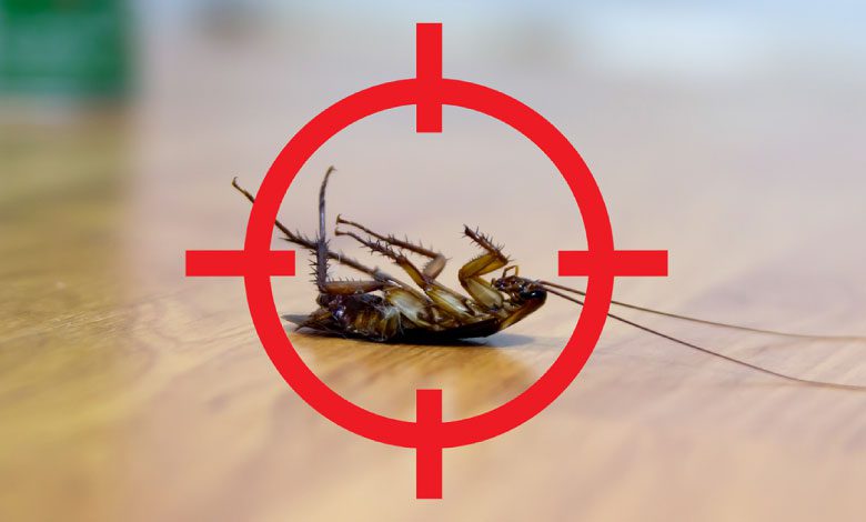 Kalorifer Böceği Nasıl Yok Edilir?