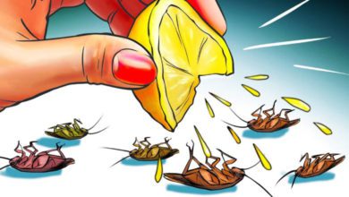 Kalorifer böceğinden nasıl kurtulurum? Bitkisel çözüm nedir?