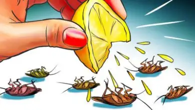 Kalorifer böceğinden nasıl kurtulurum? Bitkisel çözüm nedir? 7 Kalorifer böceğinden nasıl kurtulurum? Bitkisel çözüm nedir?