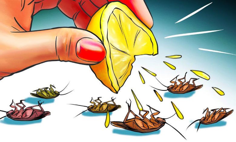 Kalorifer böceğinden nasıl kurtulurum? Bitkisel çözüm nedir?