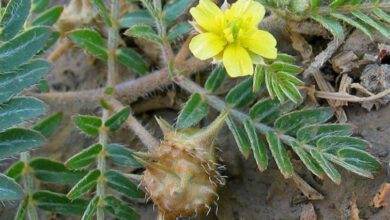 Çoban çökerten otu neye iyi gelir, faydaları nelerdir?