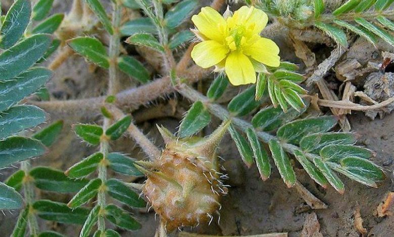 Çoban çökerten otu neye iyi gelir, faydaları nelerdir?