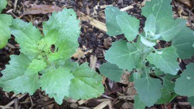 Sirken otu neye iyi gelir, faydaları neler?