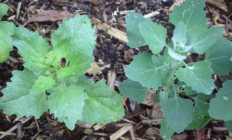 Sirken otu neye iyi gelir, faydaları neler?