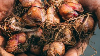 Birçok kanser çeşidi ile savaşıyor, antibiyotik yerine geçiyor!