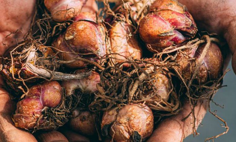 Birçok kanser çeşidi ile savaşıyor, antibiyotik yerine geçiyor!