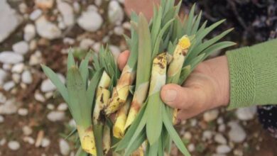 İlaç kadar faydalı bu şifalı bitkiyi doktorlar bile öneriyor!