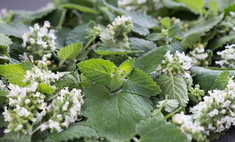 Melisa çiçeğinin bu faydalarına şaşıracaksınız!
