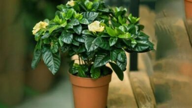 Güzel kokulu bir ev için 8 kokulu ev bitkisi