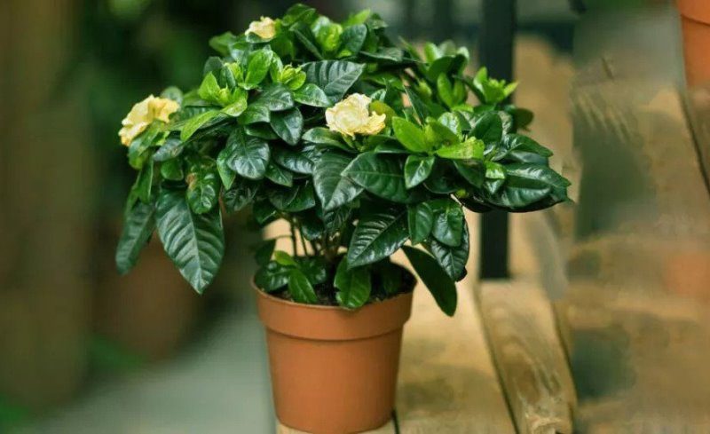 Güzel kokulu bir ev için 8 kokulu ev bitkisi