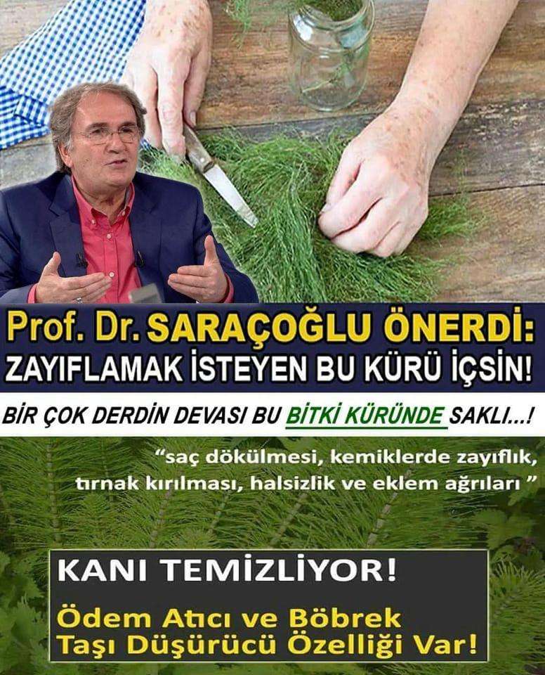 Kırkkilit otu nedir, nasıl kullanılır, faydaları neler?