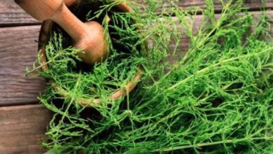 Kırkkilit otu nedir, nasıl kullanılır, faydaları neler?