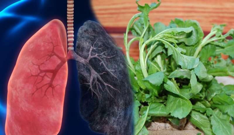 Terenin akciğere, cilde faydaları neler, hangi organa iyi gelir?