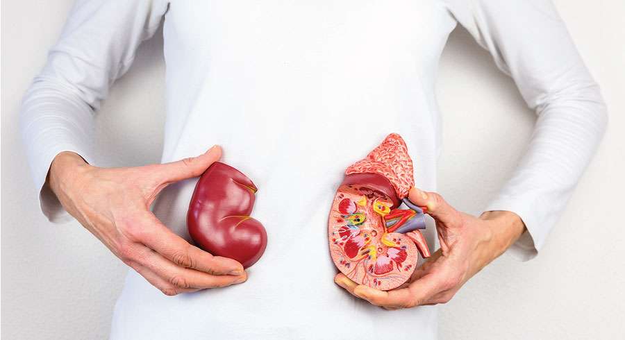 Böbrek yetmezliği nedir?